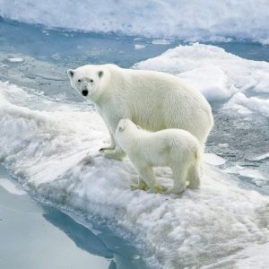 Mercury levels spike in Svalbard polar bears